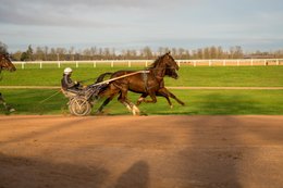 Cheval,-Chevaux,-Domaine-de-Grosbois,-Drivers,Grosbois,-Kaleidos,-Kaleidos-images,-La-parole-à-limage,-Marolles-en-Brie,-Sulky,-Tarek-Charara,-Trot,-Trotteurs